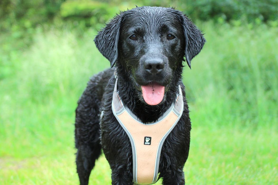 Labrador retriever Enya - Juni 2019 billede 49