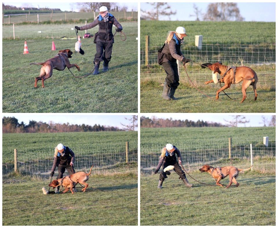 Rhodesian ridgeback Hazinas 7th Galactic  Cosmos "Sam"  - Rævepels som belønning, er altid et hit! billede 46