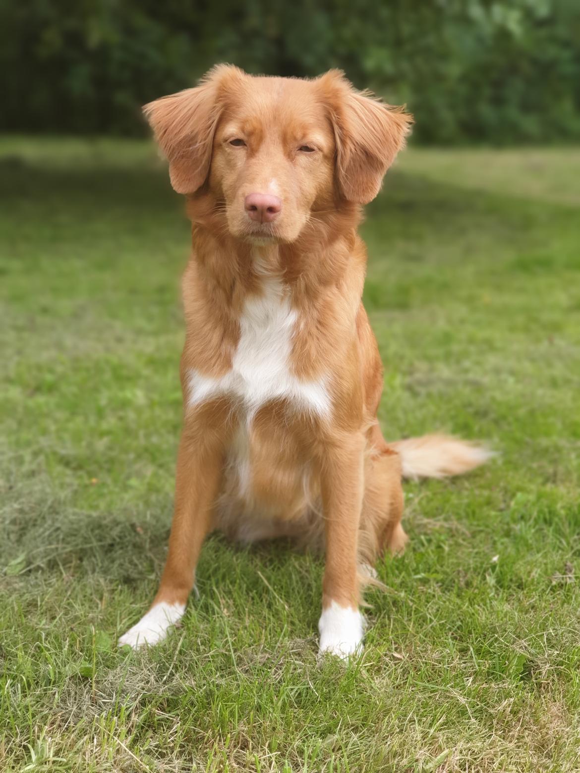 Nova scotia duck tolling retriever Aquafox Sebrings Fangio Chicane"Casey" billede 3