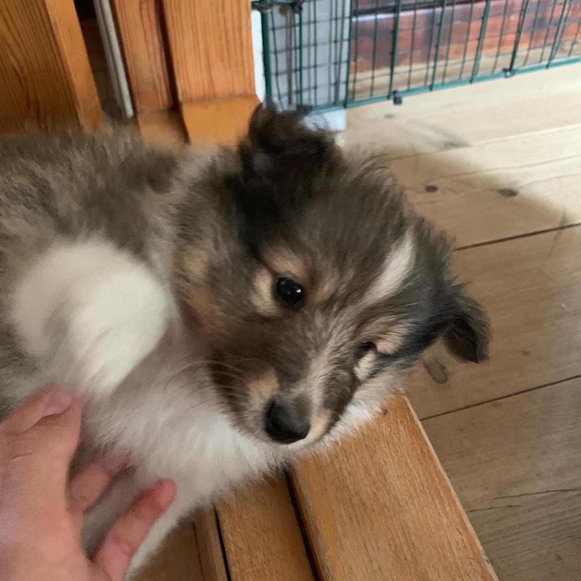 Shetland sheepdog Elverlamshuset's Zacky aka Loui - Loui 6 uger, hos kennelen billede 1