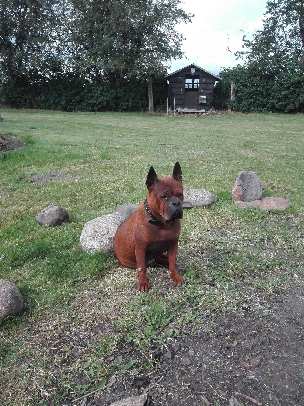 Chinese chongqing dog yam yam billede 7