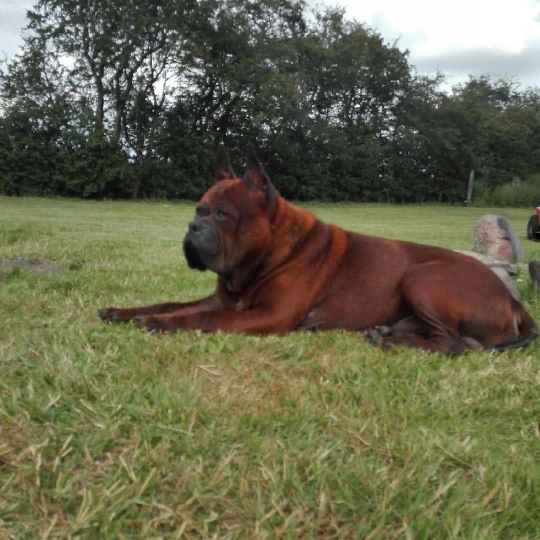 Chinese chongqing dog Fjong billede 8