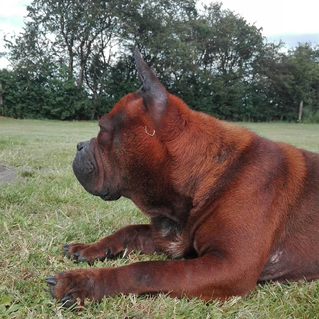 Chinese chongqing dog Fjong billede 7