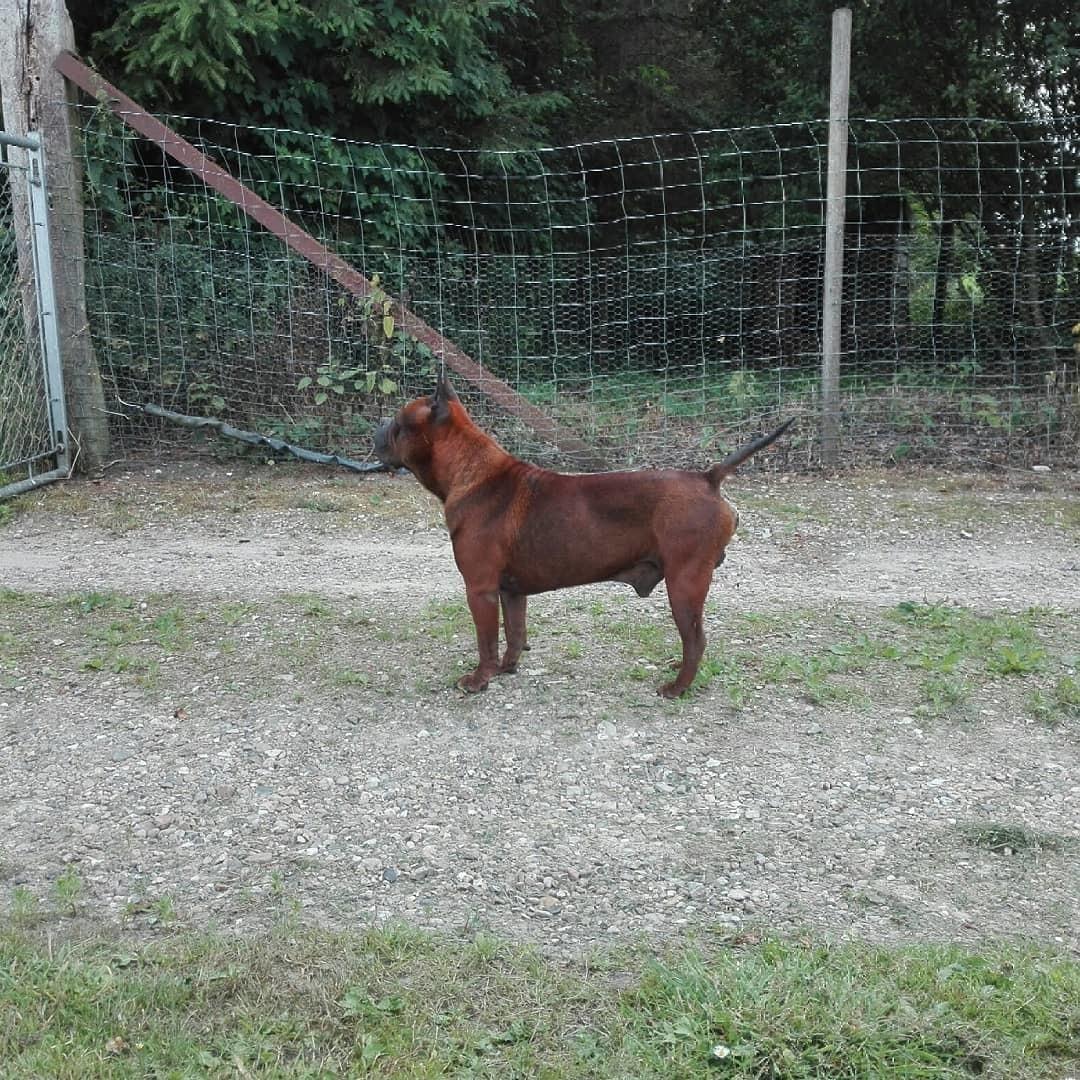 Chinese chongqing dog Fjong billede 9