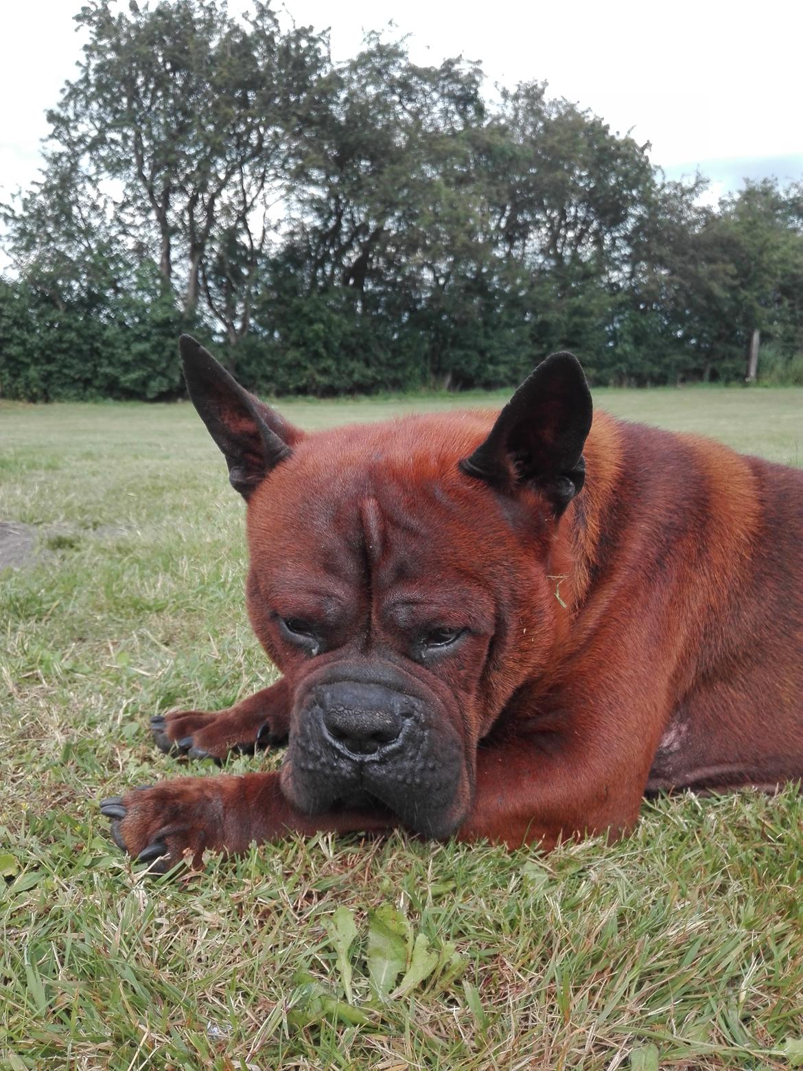 Chinese chongqing dog Fjong billede 10