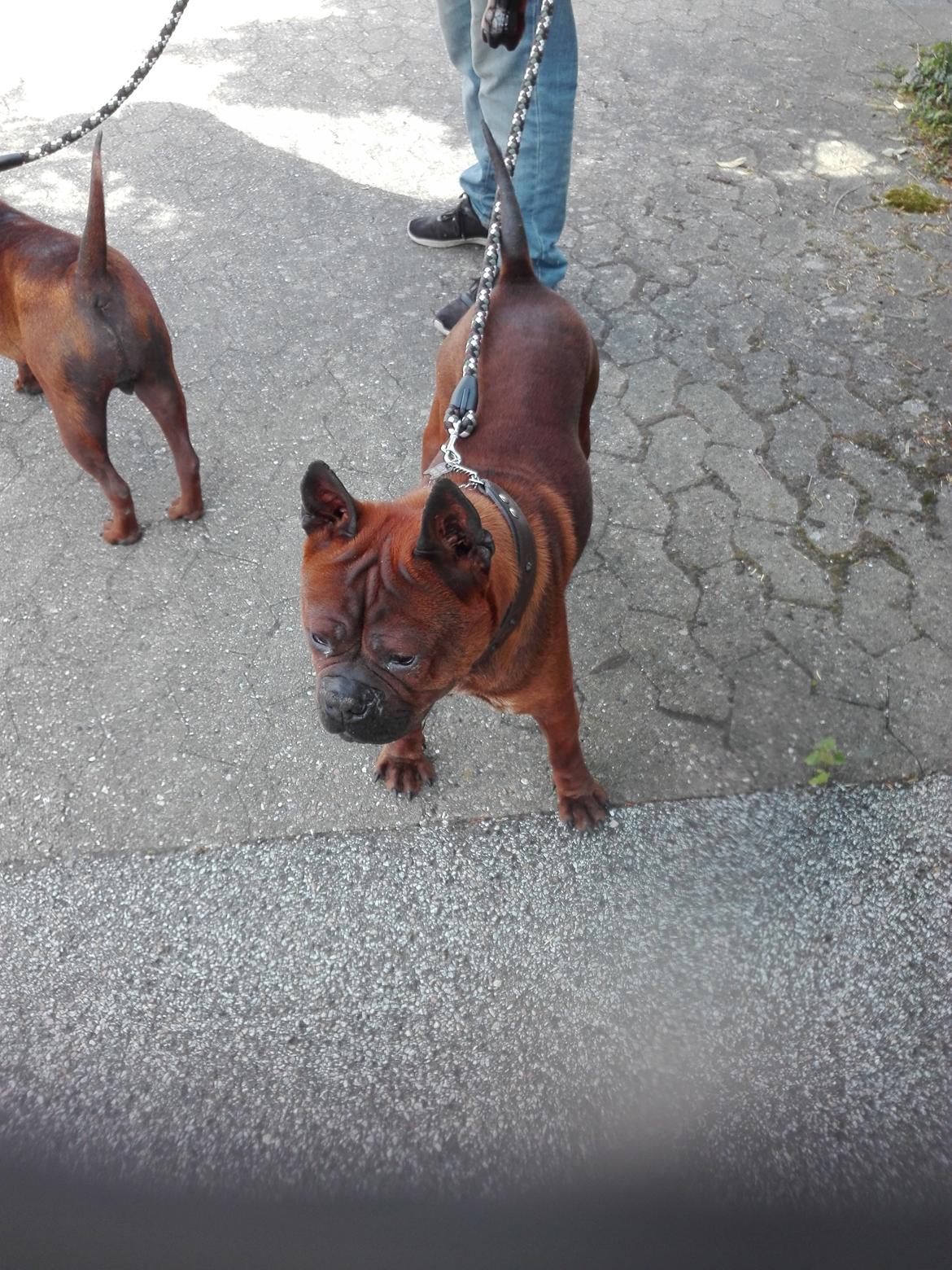 Chinese chongqing dog Fjong billede 13