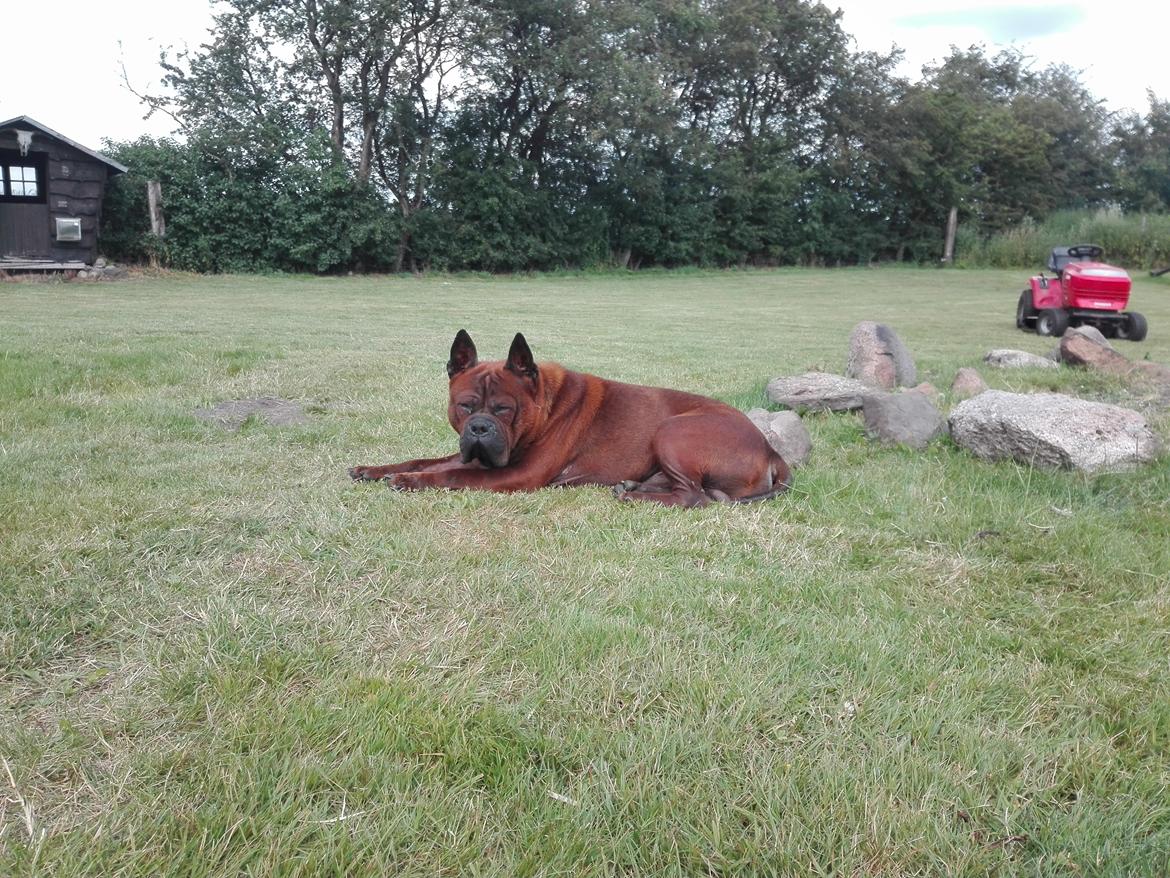 Chinese chongqing dog Fjong billede 11