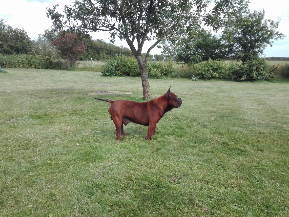 Chinese chongqing dog Fjong billede 12