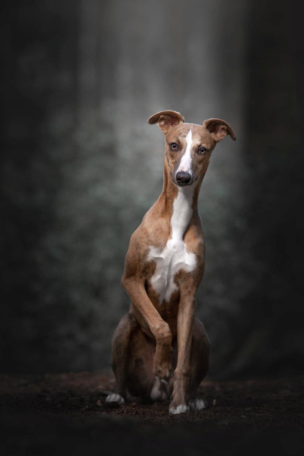 Whippet Bertram  billede 4