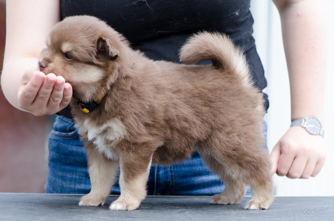 Finsk lapphund Lapinkaunis Shelby Maverick - 4 uger billede 20
