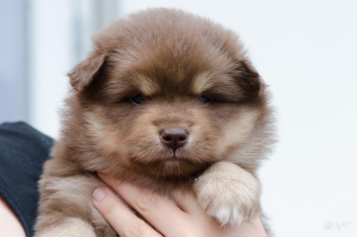 Finsk lapphund Lapinkaunis Shelby Maverick billede 15