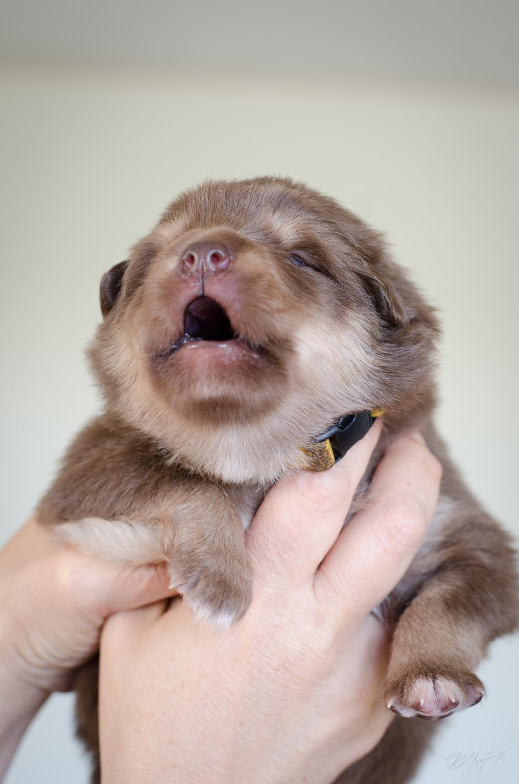 Finsk lapphund Lapinkaunis Shelby Maverick billede 16