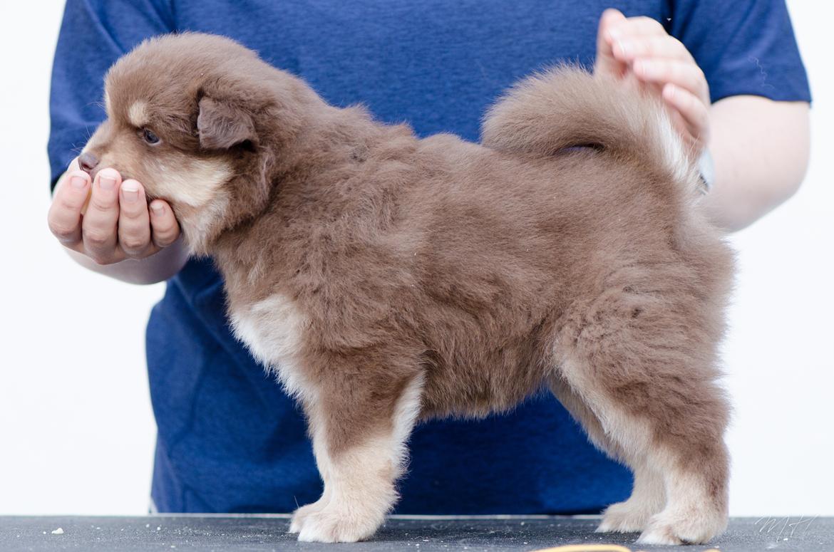 Finsk lapphund Lapinkaunis Shelby Maverick - 5 uger billede 21