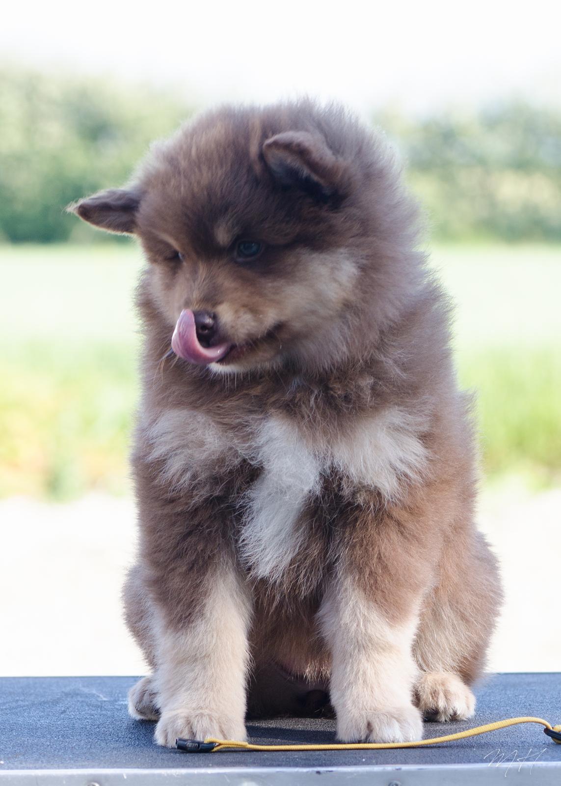 Finsk lapphund Lapinkaunis Shelby Maverick billede 17