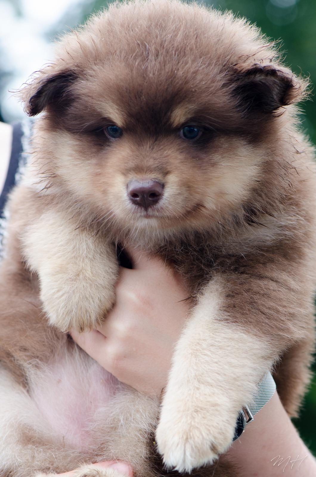 Finsk lapphund Lapinkaunis Shelby Maverick billede 18