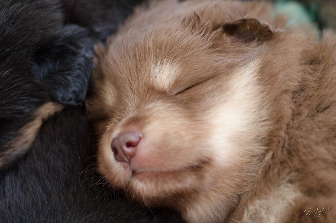 Finsk lapphund Lapinkaunis Shelby Maverick billede 14