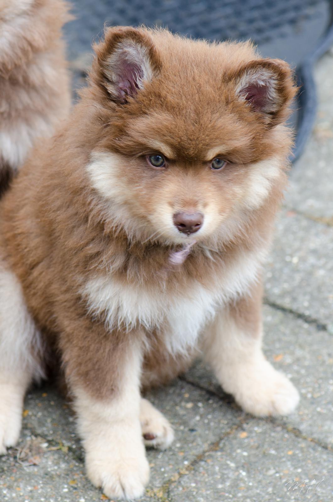 Finsk lapphund Lapinkaunis Shelby Maverick billede 19