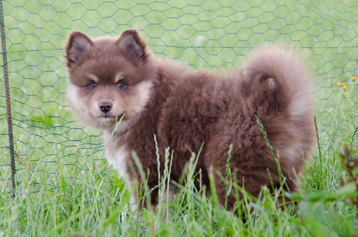 Finsk lapphund Lapinkaunis Shelby Maverick billede 13