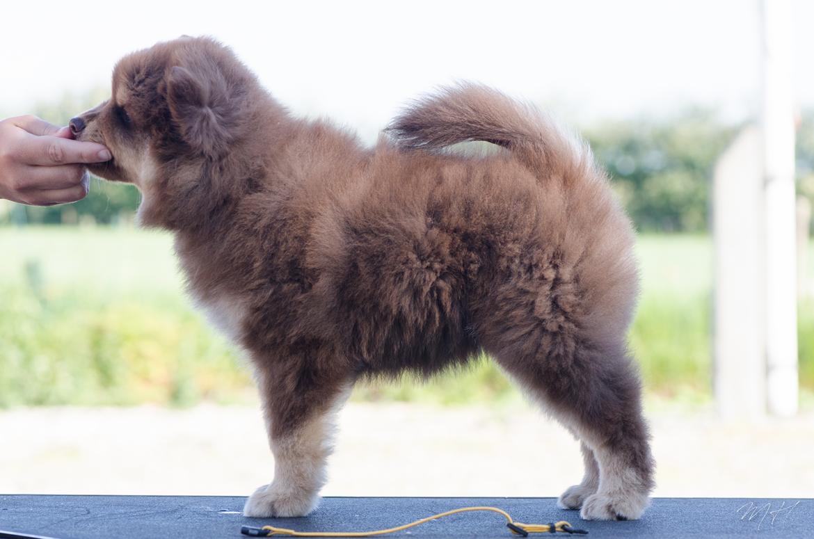 Finsk lapphund Lapinkaunis Shelby Maverick - 7 uger billede 23