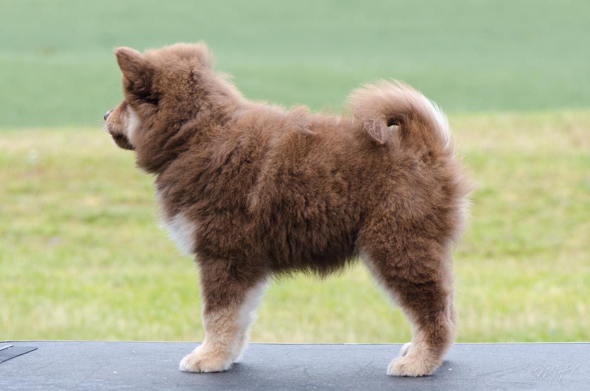 Finsk lapphund Lapinkaunis Shelby Maverick - 8 uger billede 24