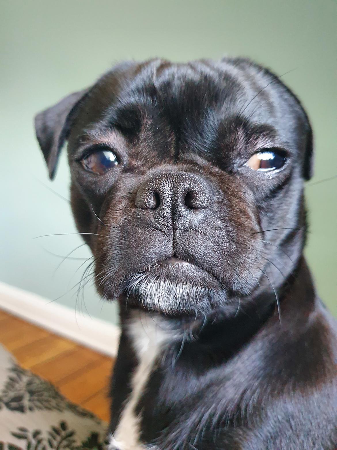 Mops Nova  billede 5