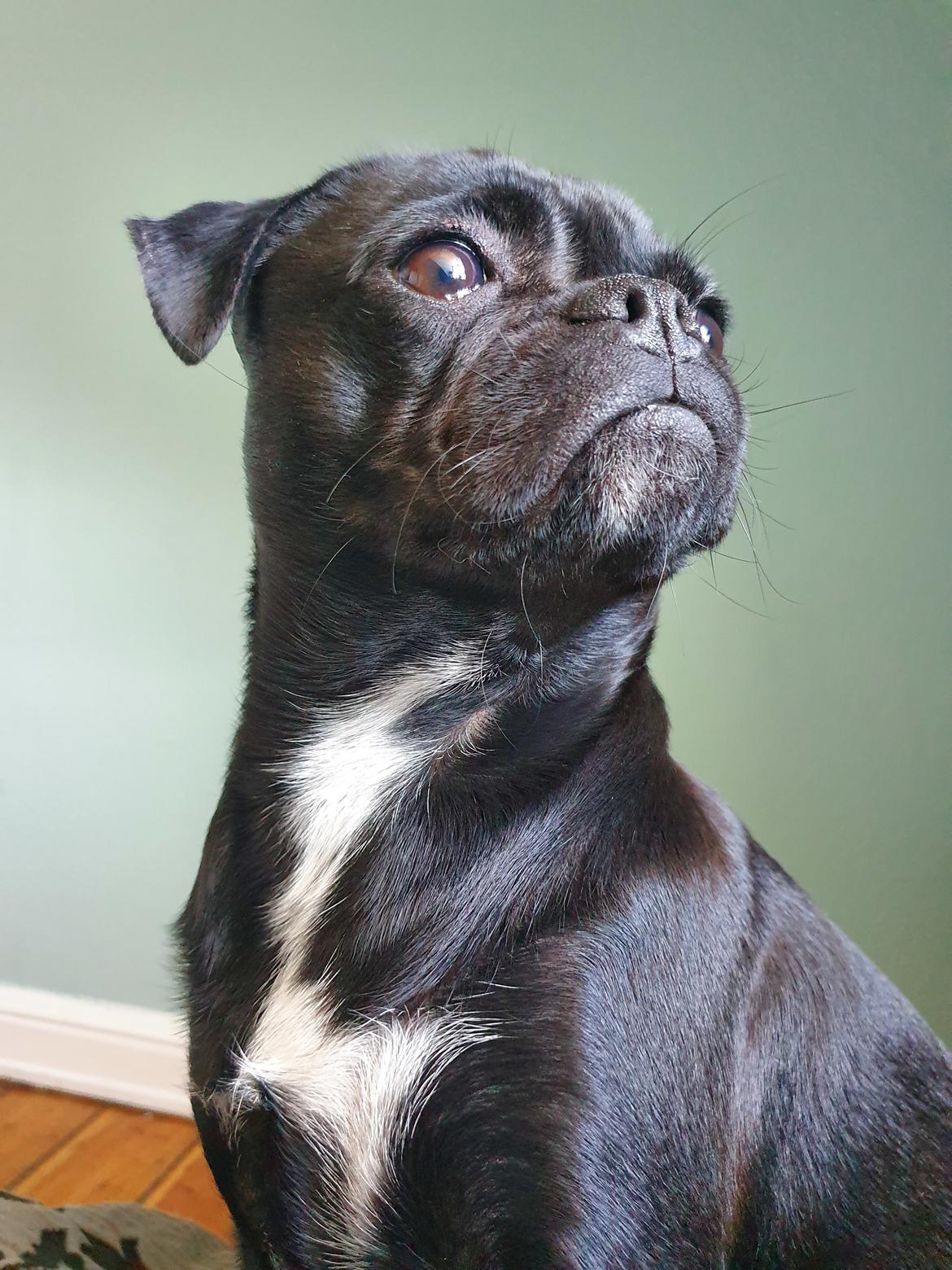 Mops Nova  billede 4