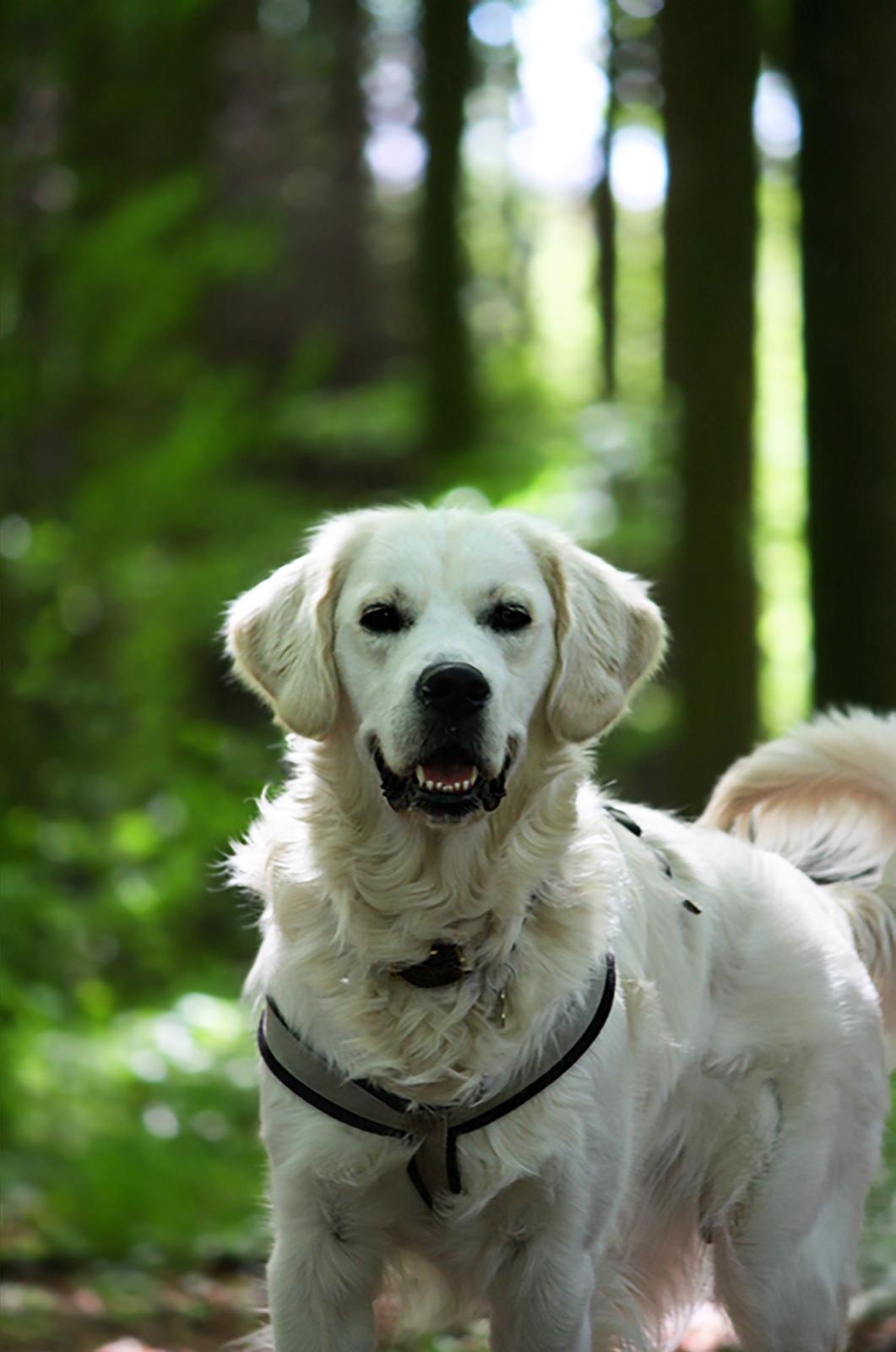 Golden retriever Pumba billede 24