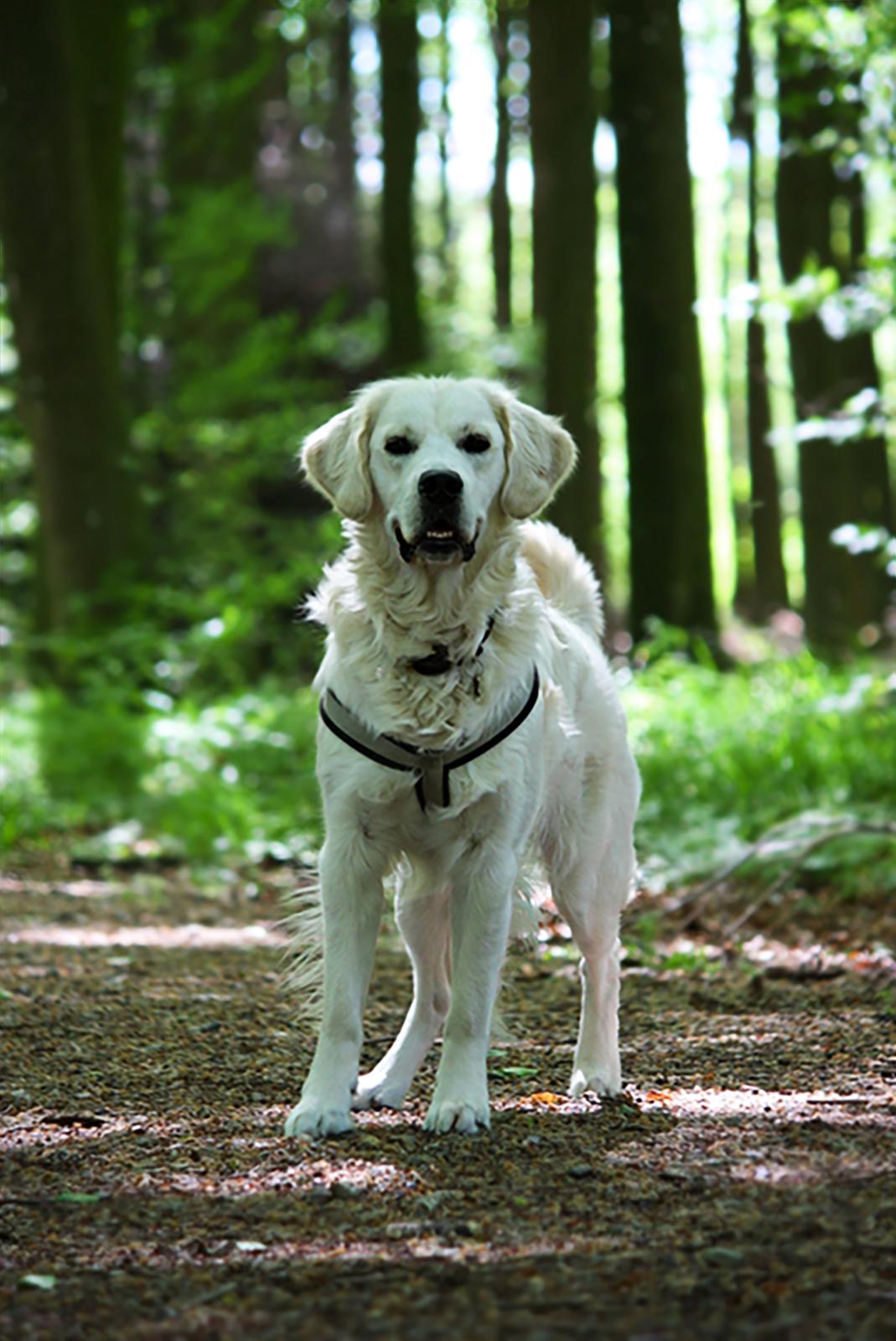 Golden retriever Pumba billede 1