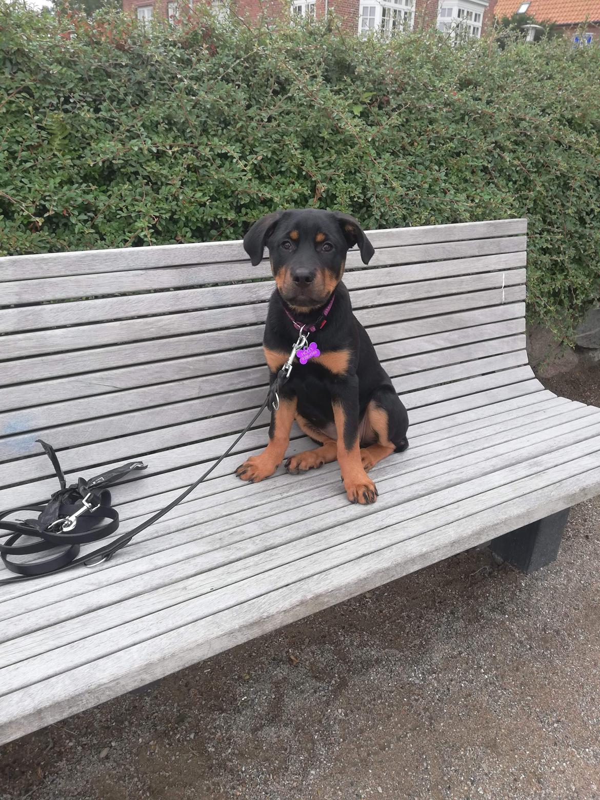 Blanding af racer Holly billede 1