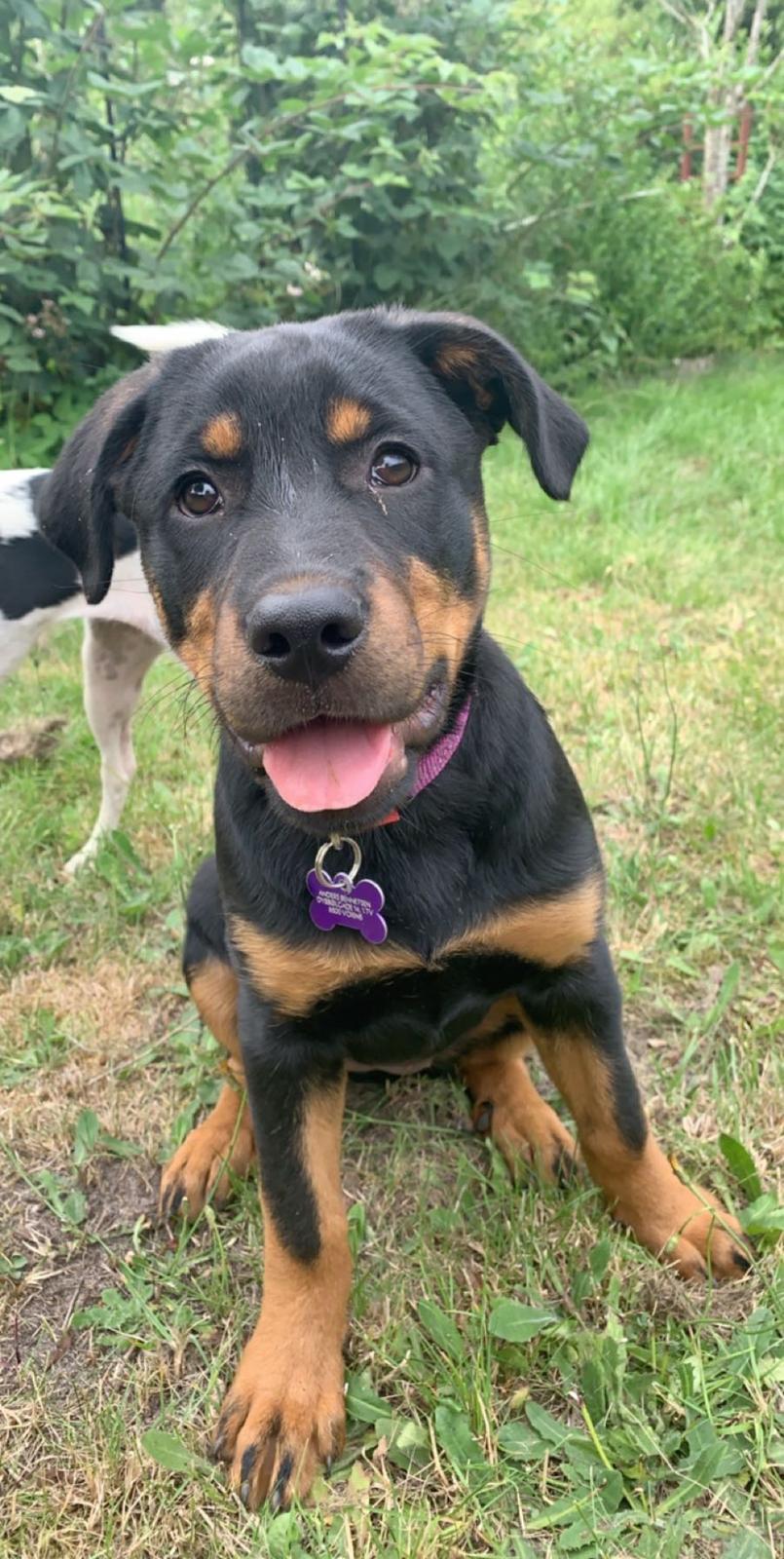 Blanding af racer Holly billede 3