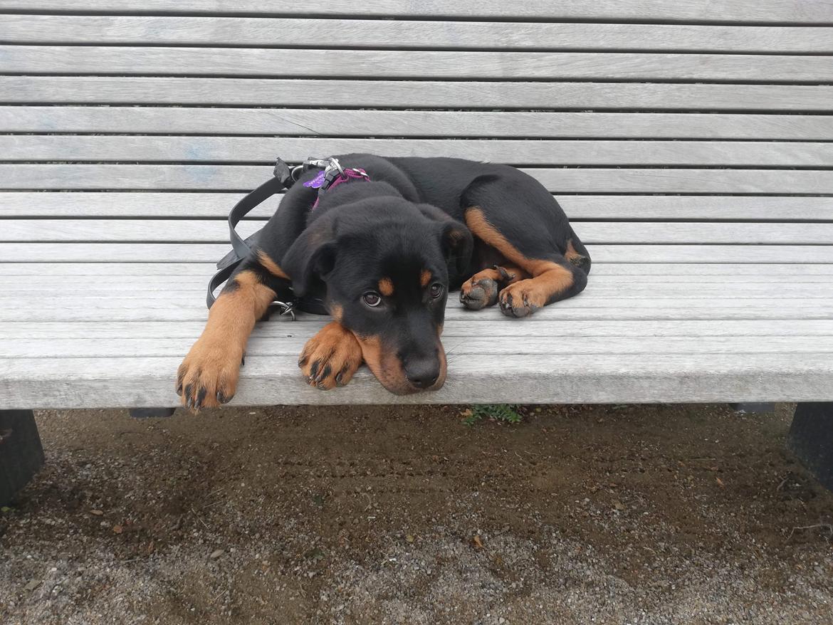 Blanding af racer Holly billede 2