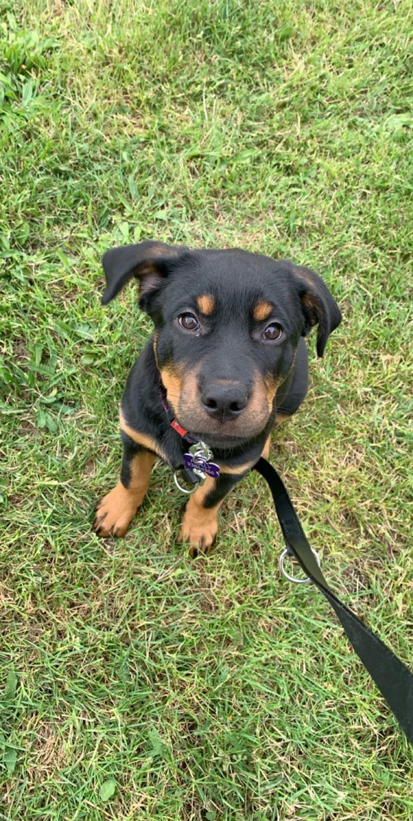 Blanding af racer Holly billede 5