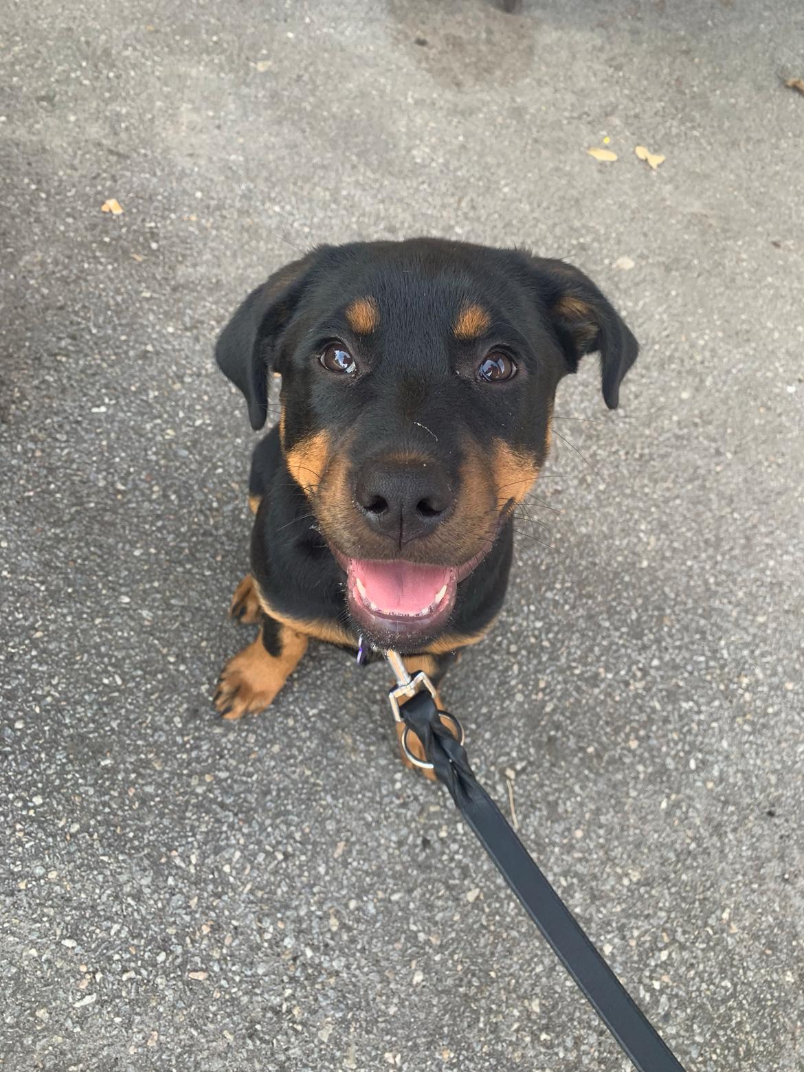 Blanding af racer Holly billede 4