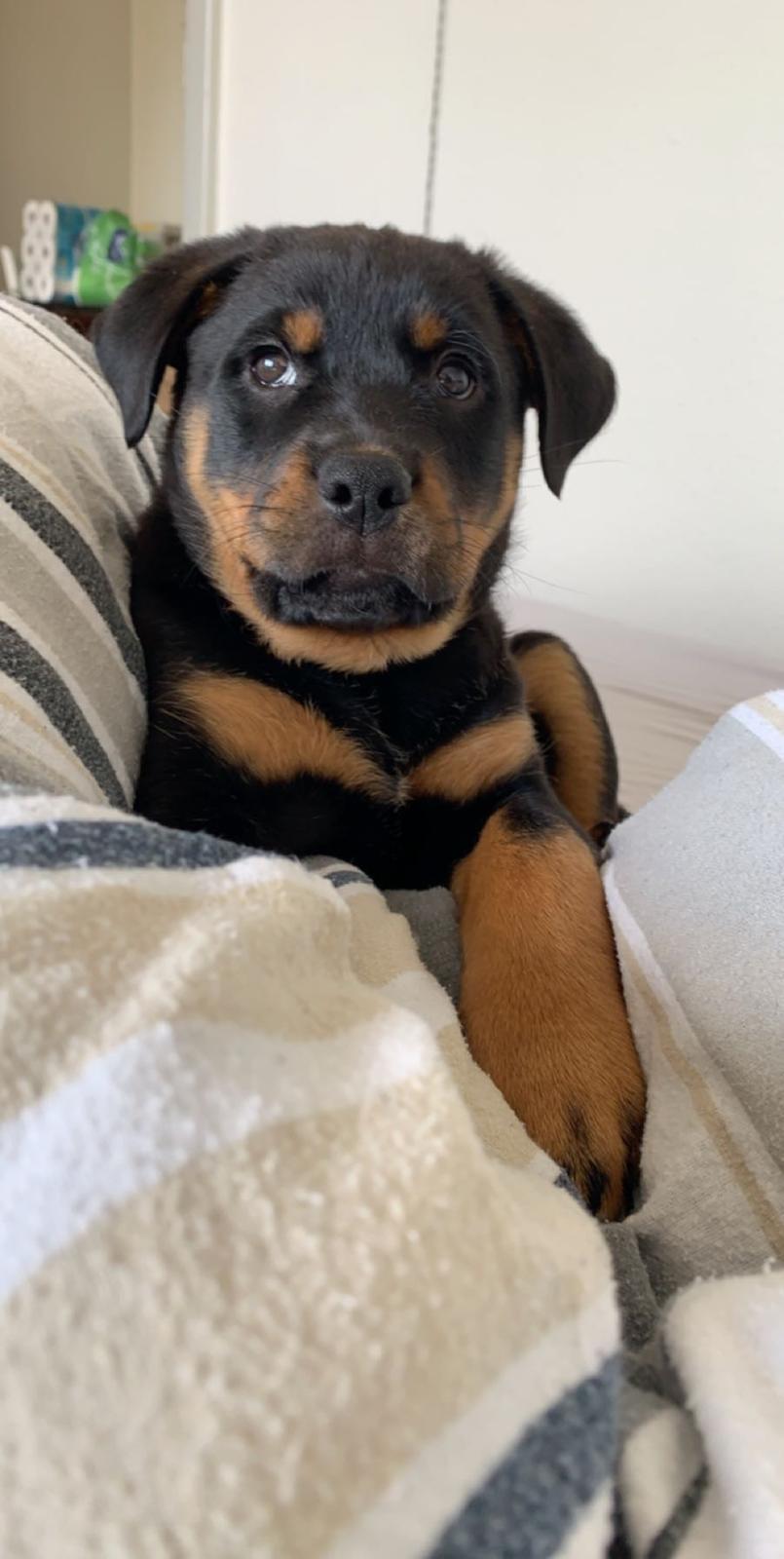 Blanding af racer Holly billede 6