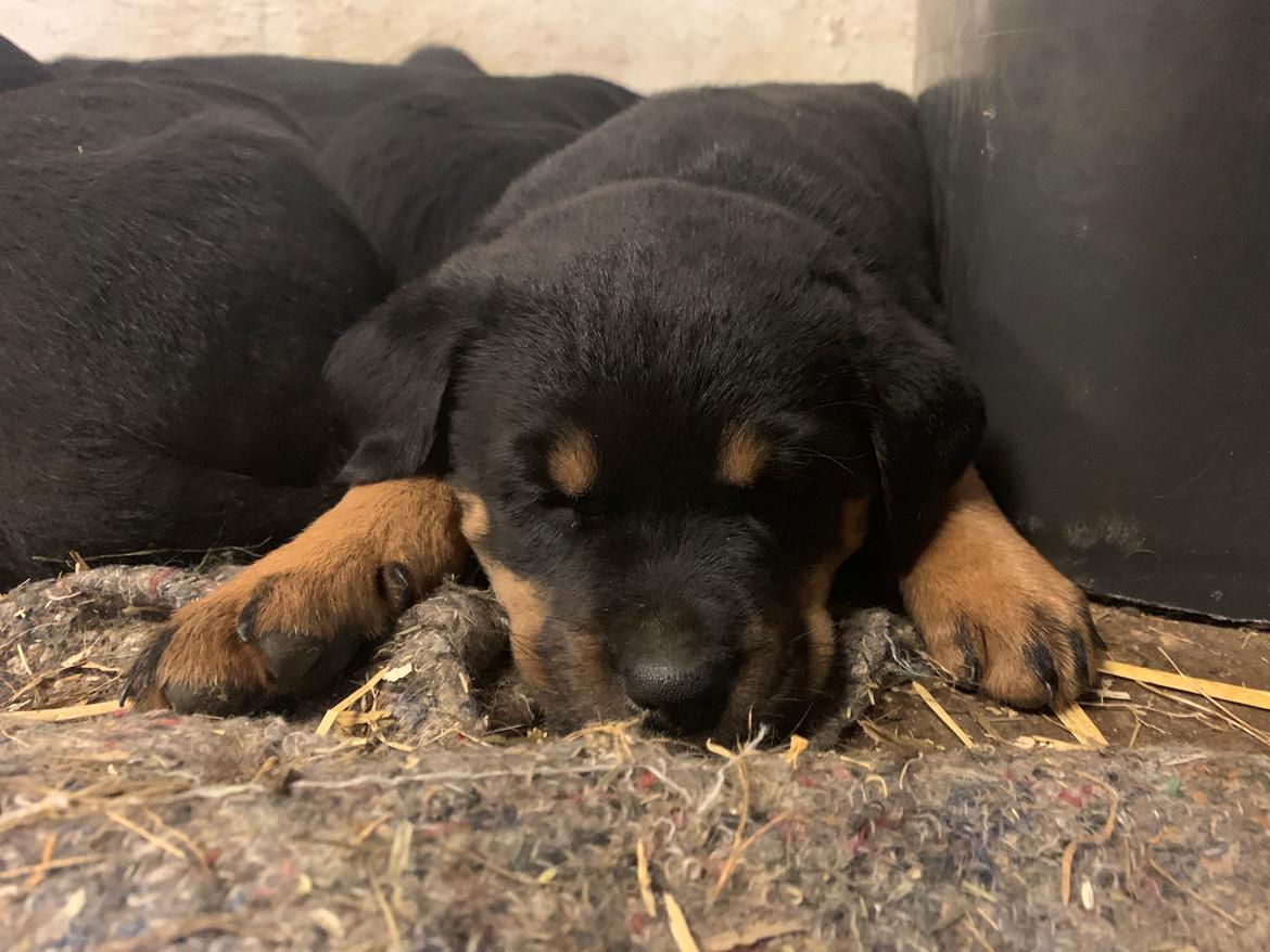 Blanding af racer Holly billede 7