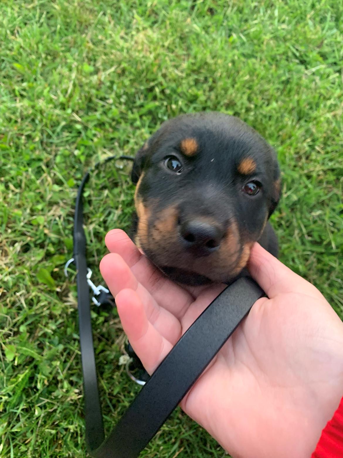 Blanding af racer Holly billede 8