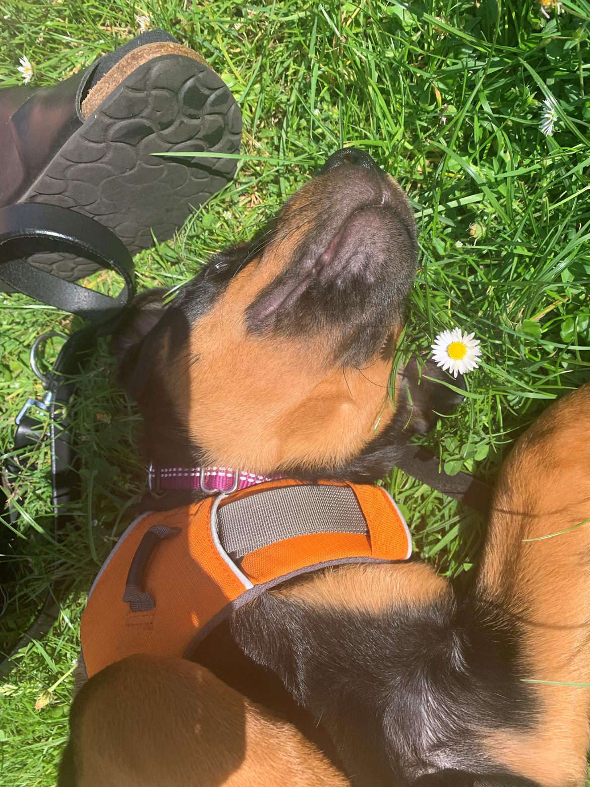 Blanding af racer Holly billede 9