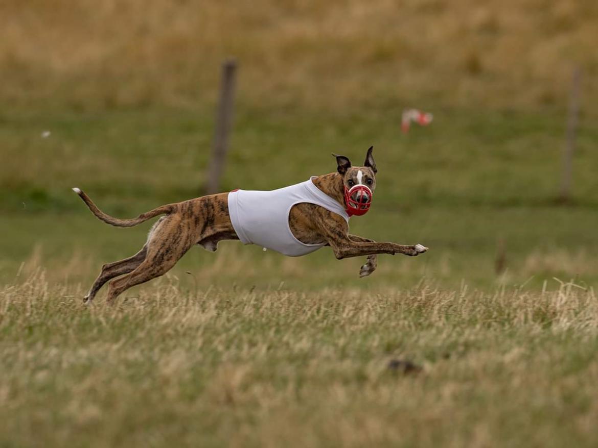 Whippet Ludvig (Himmelhund) billede 21