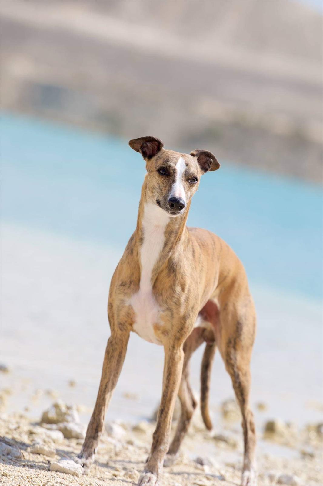 Whippet Ludvig (Himmelhund) billede 22