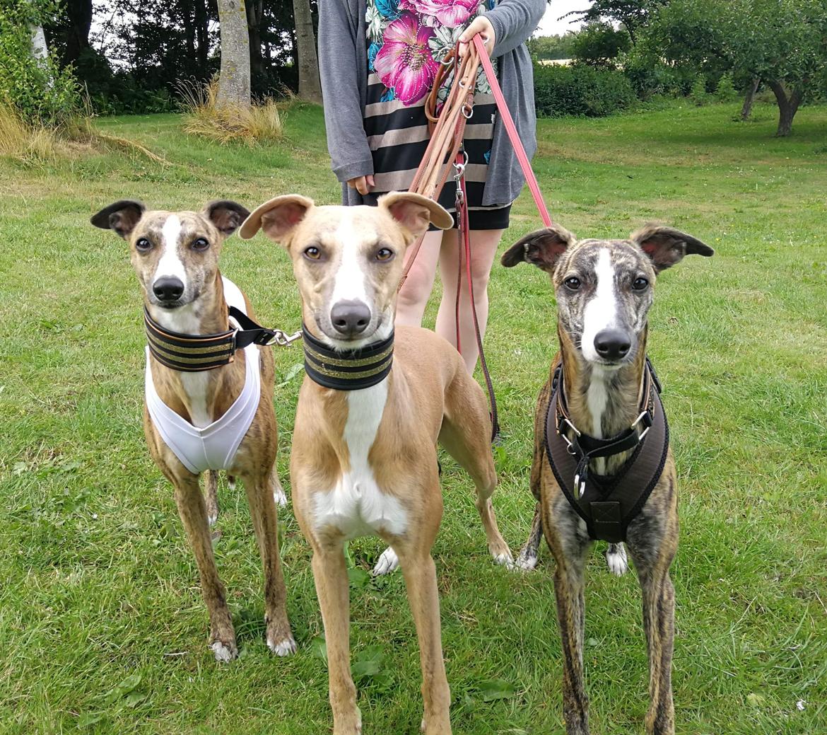 Whippet Ludvig (Himmelhund) billede 23