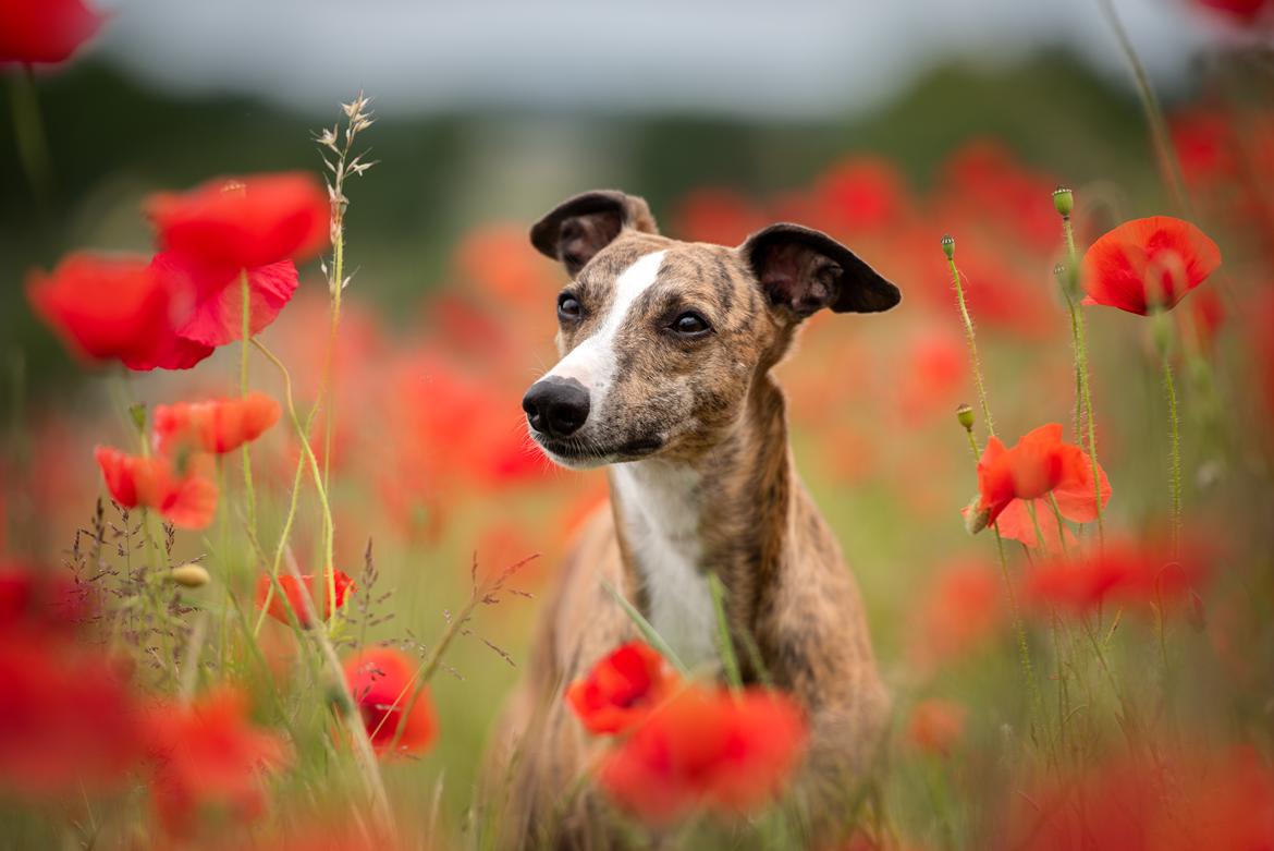 Whippet Ludvig (Himmelhund) billede 24