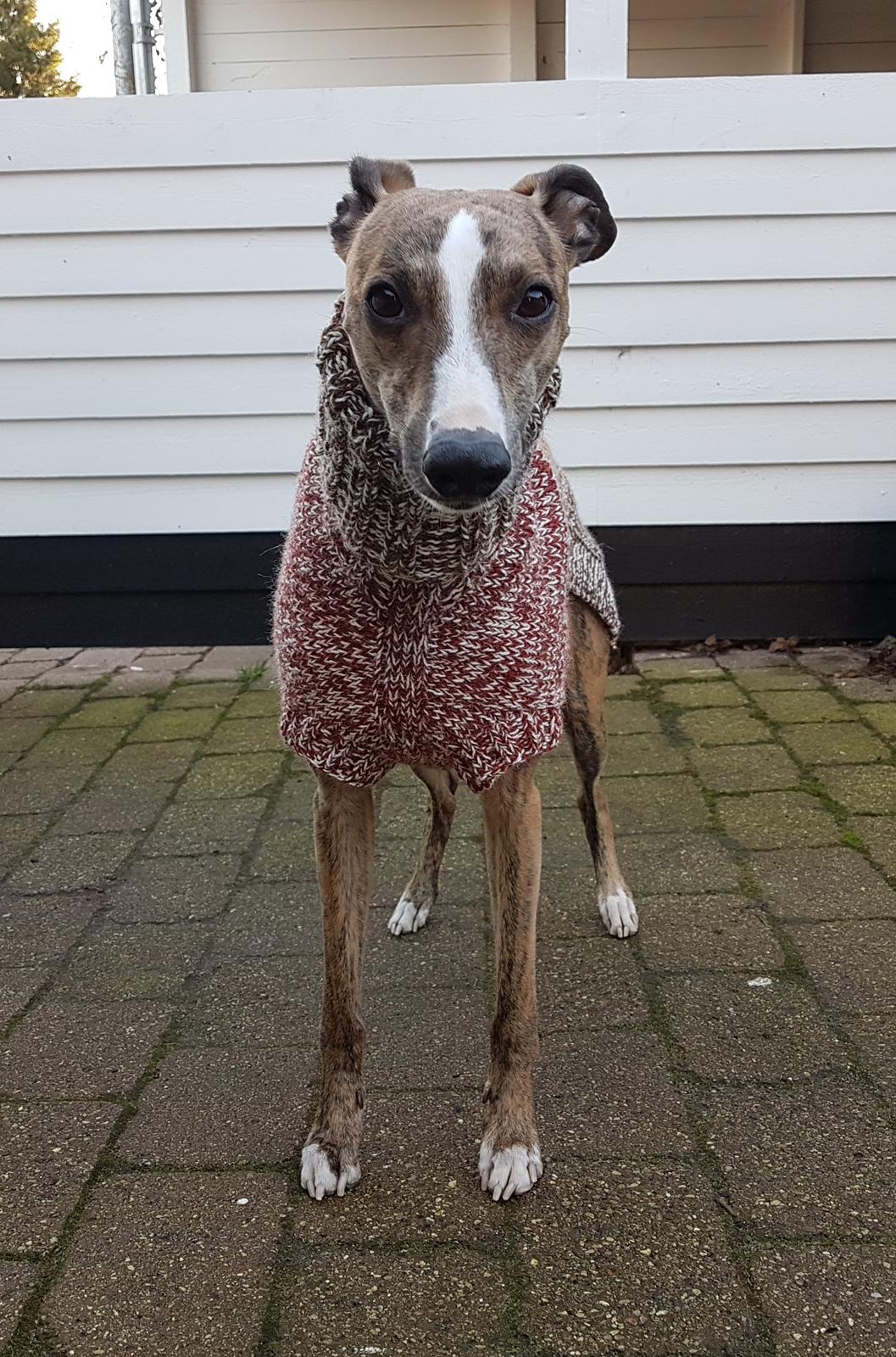 Whippet Ludvig (Himmelhund) billede 26