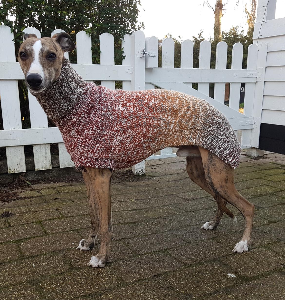 Whippet Ludvig (Himmelhund) billede 27