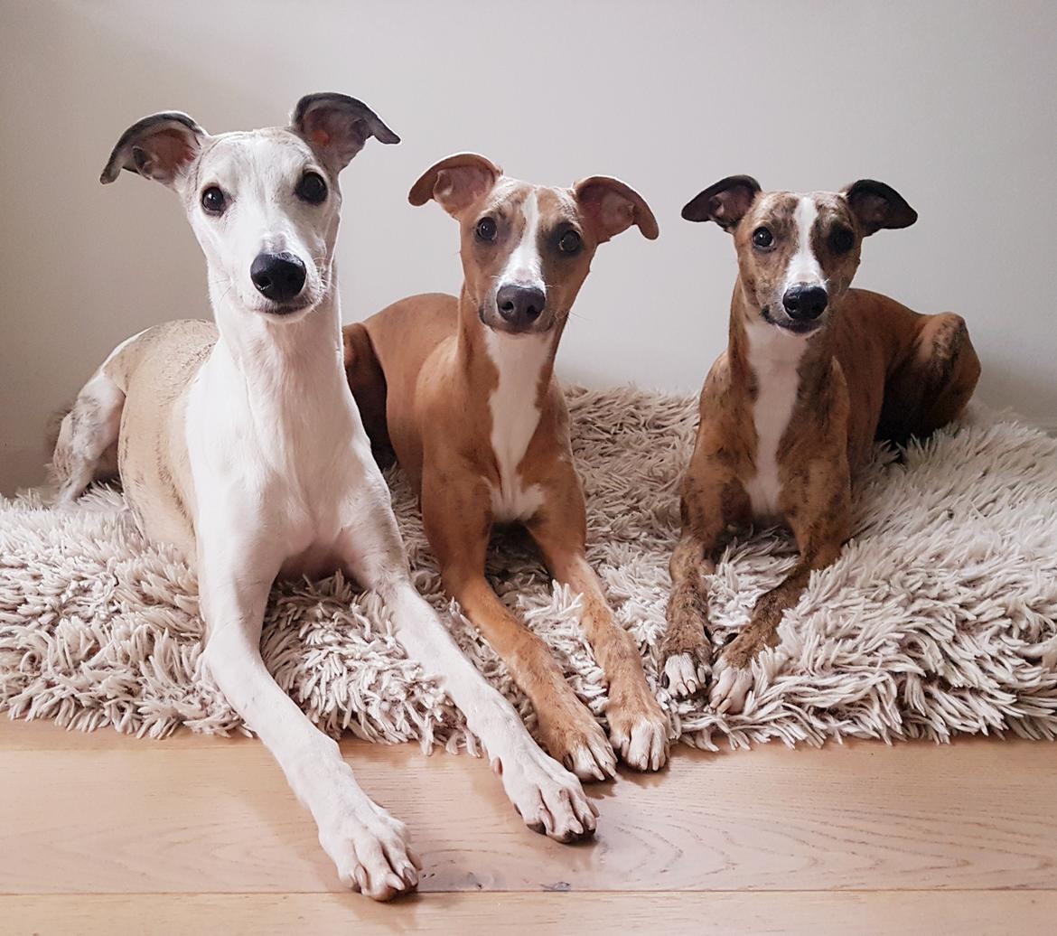 Whippet Ludvig (Himmelhund) billede 28