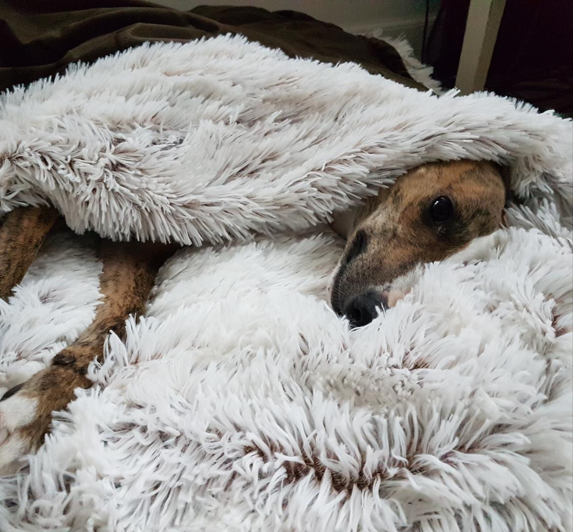 Whippet Ludvig (Himmelhund) billede 29