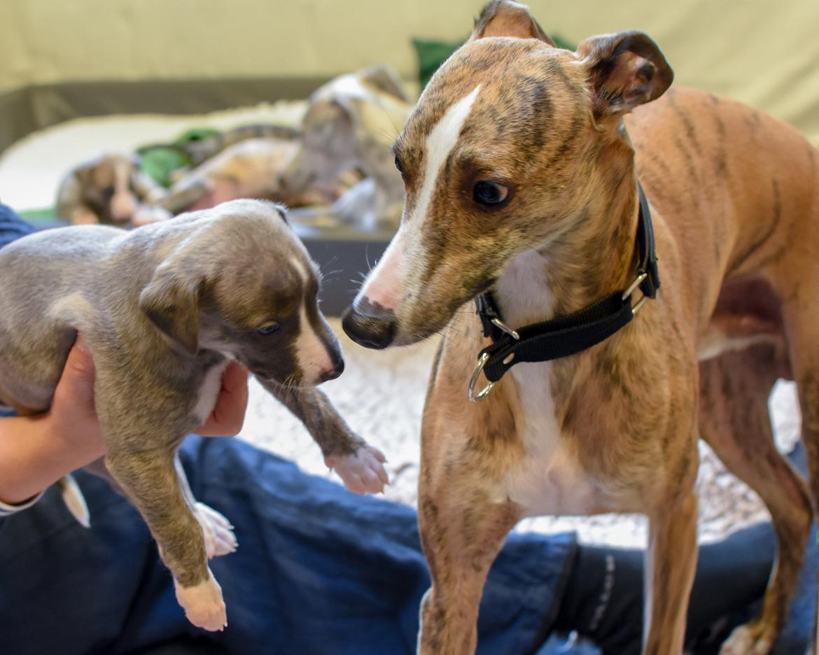 Whippet Ludvig (Himmelhund) billede 30