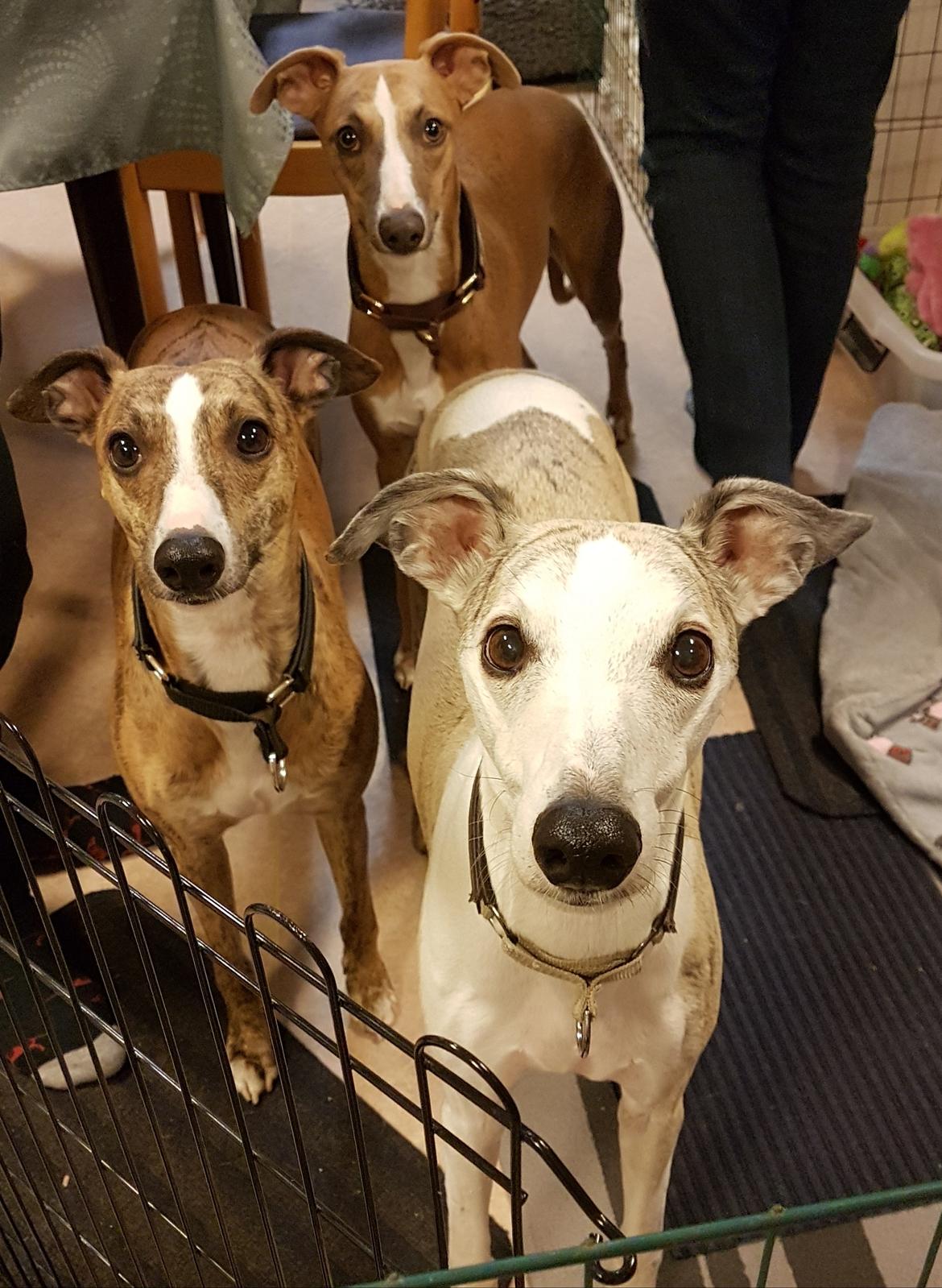 Whippet Ludvig (Himmelhund) billede 31