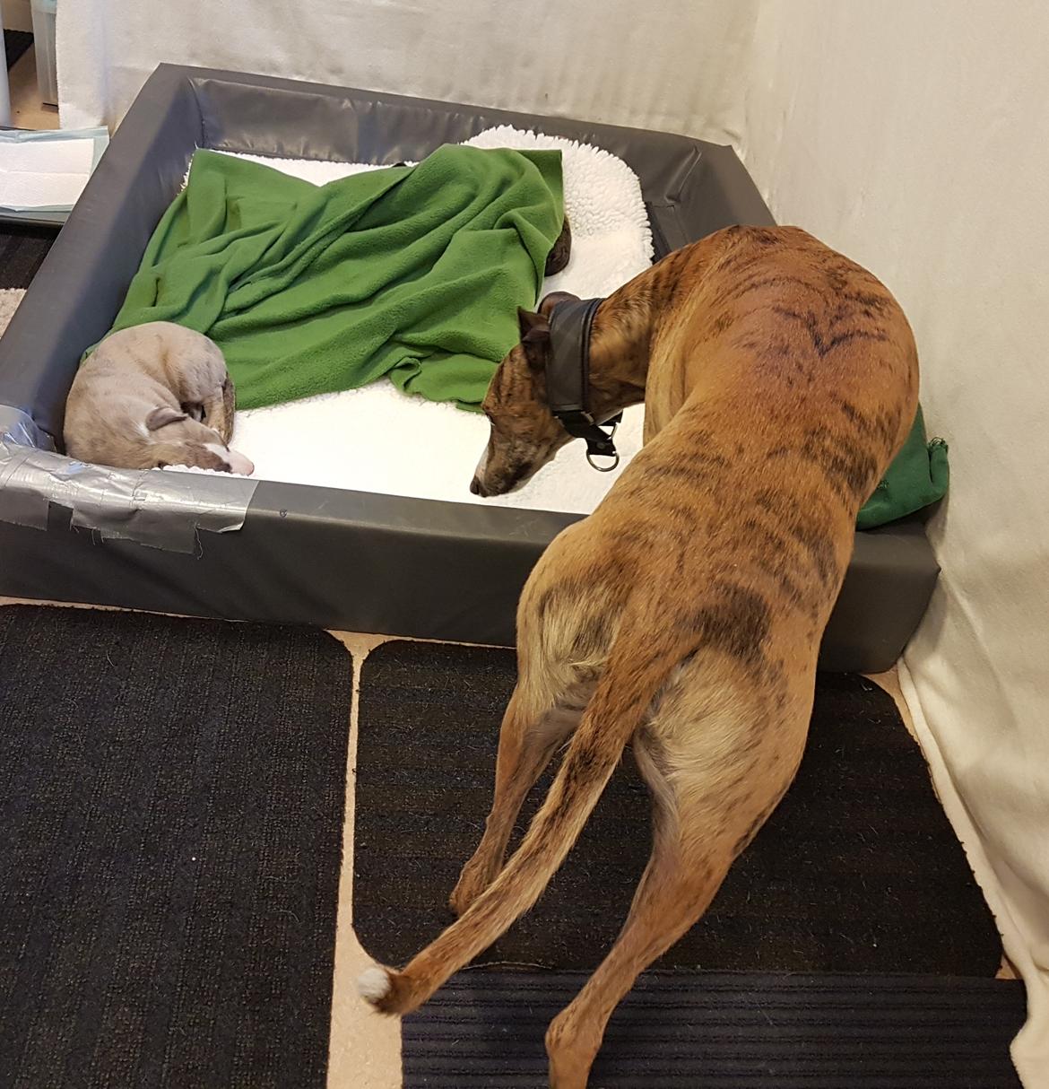 Whippet Ludvig (Himmelhund) billede 32