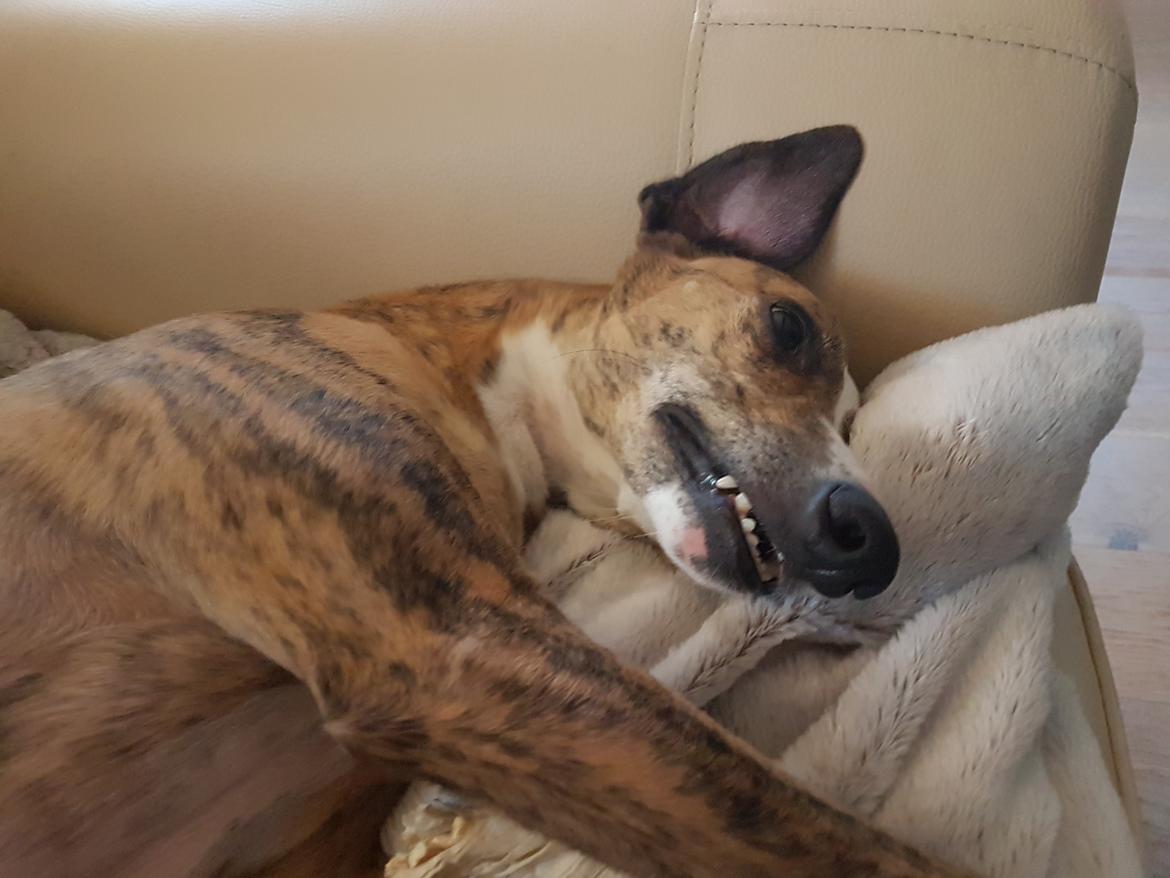 Whippet Ludvig (Himmelhund) billede 33