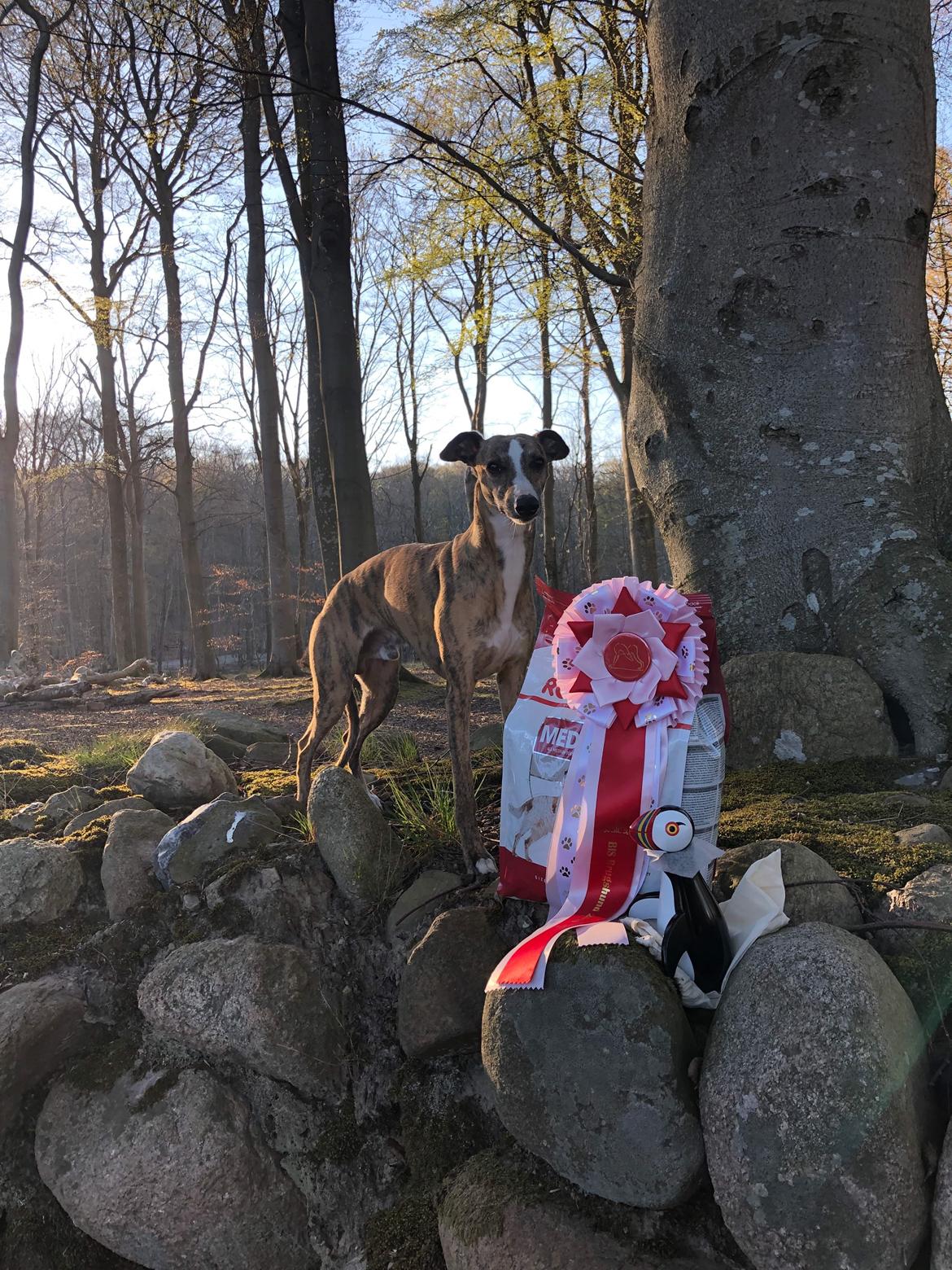 Whippet Ludvig (Himmelhund) billede 25